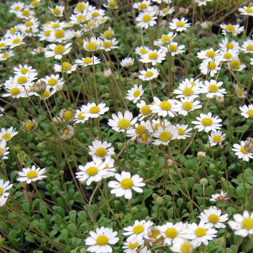 Bellium minutum